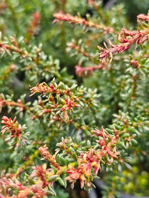 Alpen-Steineibe, Podocarpus lawrencei 'Red Tip' kaufen im Online-Shop der Bohlken Baumschulen