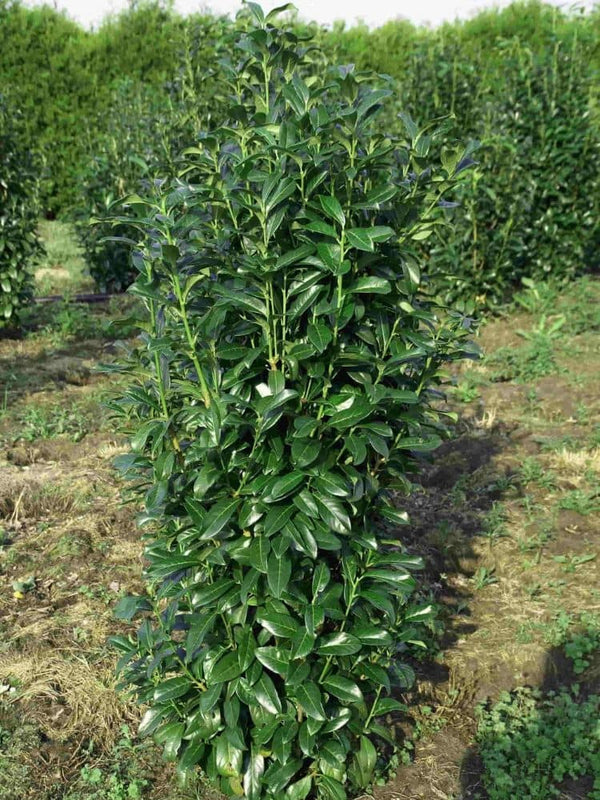 Artikelbild Säulen-Kirschlorbeer/ Prunus laurocerasus 'Genolia' ® im Online-Shop der Bohlken Baumschulen