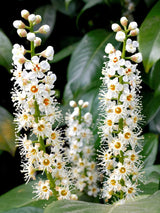 Artikelbild Säulen-Kirschlorbeer/ Prunus laurocerasus 'Genolia' ® im Online-Shop der Bohlken Baumschulen