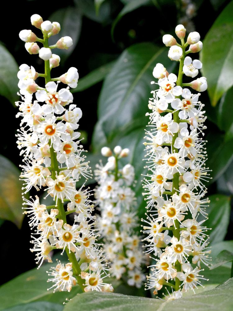 Artikelbild Säulen-Kirschlorbeer/ Prunus laurocerasus 'Genolia' ® im Online-Shop der Bohlken Baumschulen