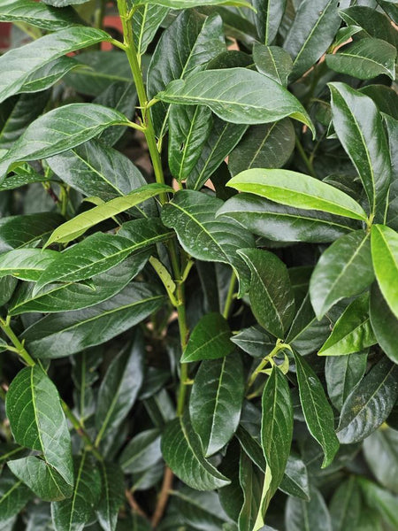 Jetzt Säulen-Kirschlorbeer 'Genolia' ® online kaufen bei Bohlken  Pflanzenversand – Bohlken Pflanzenversand GbR