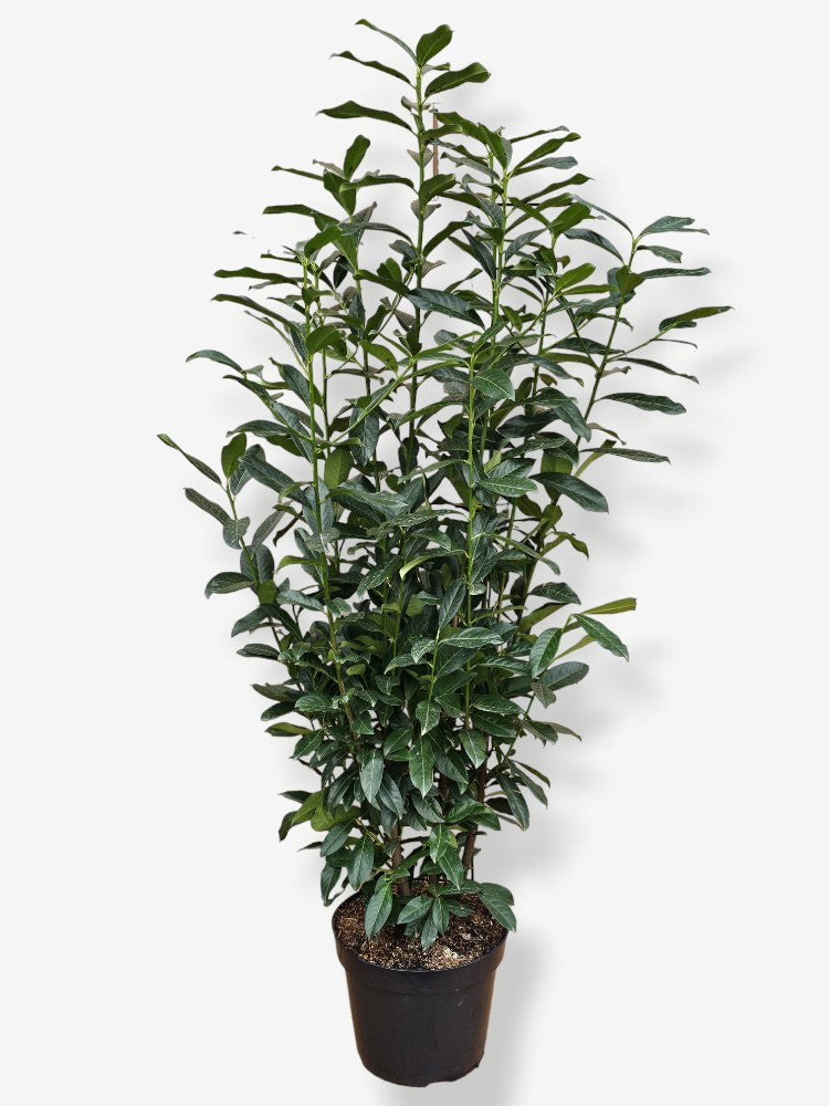 Artikelbild Säulen-Kirschlorbeer/ Prunus laurocerasus 'Genolia' ® im Online-Shop der Bohlken Baumschulen