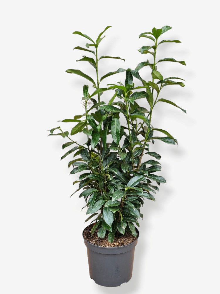 Artikelbild Säulen-Kirschlorbeer/ Prunus laurocerasus 'Genolia' ® im Online-Shop der Bohlken Baumschulen