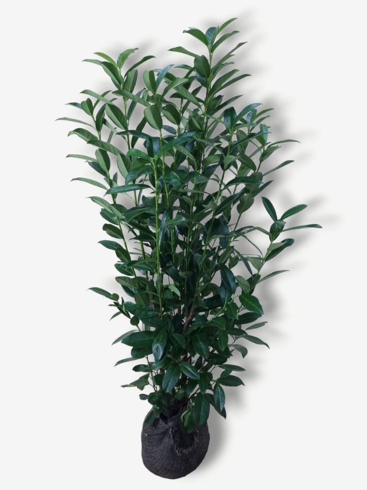 Bild von Säulen-Kirschlorbeer 'Lily' im Onlineshop von Bohlken Pflanzenversand GbR