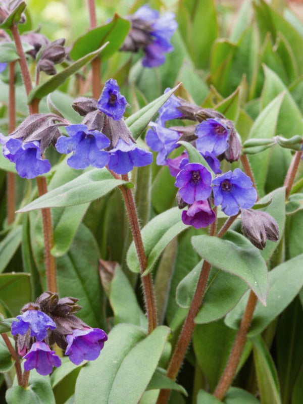 Schmalblättriges Lungenkraut 'Azurea', Pulmonaria 'Azurea' kaufen im Online-Shop der Bohlken Baumschulen