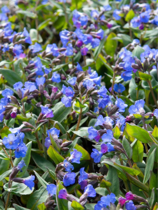 Schmalblättriges Lungenkraut 'Azurea', Pulmonaria 'Azurea' kaufen im Online-Shop der Bohlken Baumschulen