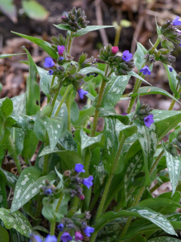 Langblättriges Lungenkraut 'Silberspiegel', Pulmonaria longifolia 'Silberspiegel' kaufen im Online-Shop der Bohlken Baumschulen