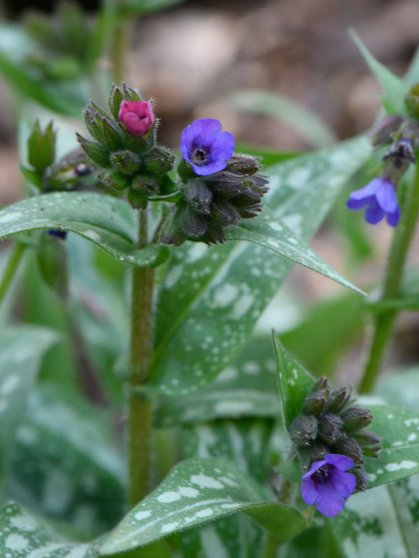 Langblättriges Lungenkraut 'Silberspiegel', Pulmonaria longifolia 'Silberspiegel' kaufen im Online-Shop der Bohlken Baumschulen