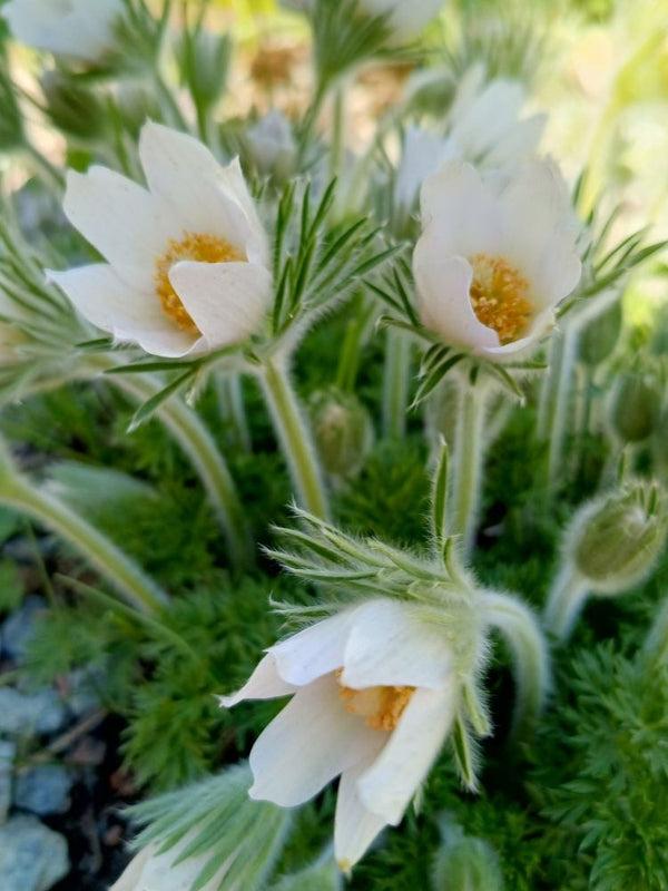 Küchenschelle, Kuhschelle, Pulsatilla vulgaris 'Alba' kaufen im Online-Shop der Bohlken Baumschulen