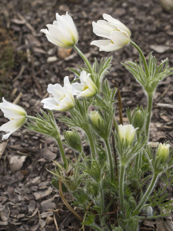 Küchenschelle, Kuhschelle, Pulsatilla vulgaris 'Alba' kaufen im Online-Shop der Bohlken Baumschulen