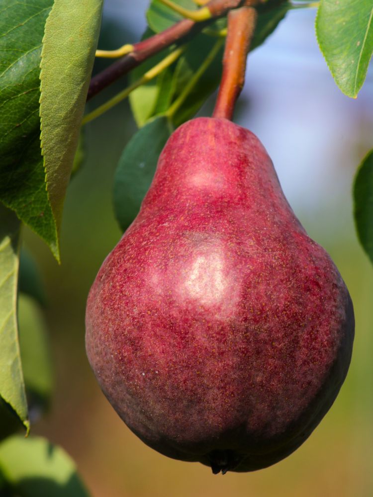 Birne 'Rote Williams Christ', Birne 'Red Bartlett', Pyrus communis 'Rote Williams Christ' kaufen im Online-Shop der Bohlken Baumschulen