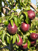 Birne 'Rote Williams Christ', Birne 'Red Bartlett', Pyrus communis 'Rote Williams Christ' kaufen im Online-Shop der Bohlken Baumschulen