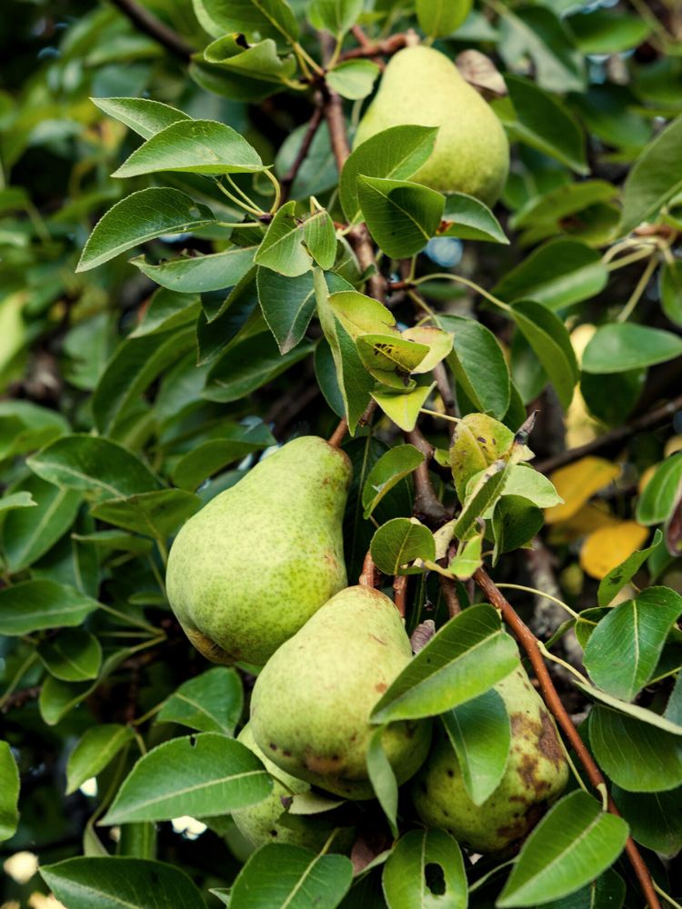 Birne 'Williams Christ', Pyrus communis 'Williams Christ' kaufen im Online-Shop der Bohlken Baumschulen