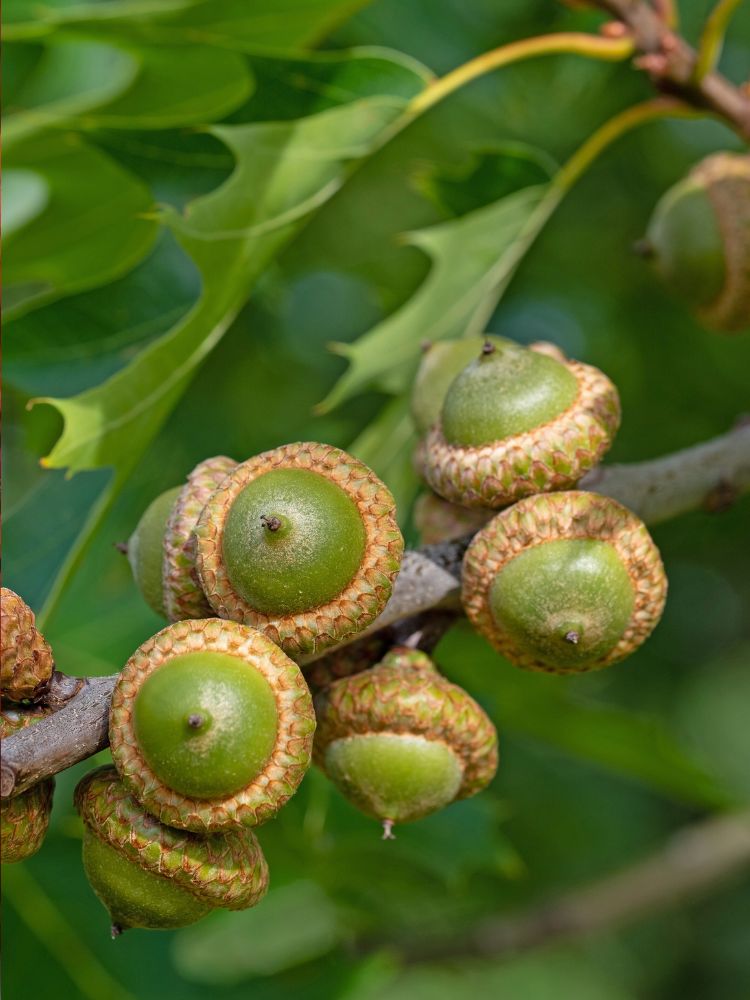 Artikelbild Sumpfeiche Quercus palustris 'Green Pillar' Herbstlaub im Online-Shop der Bohlken Baumschulen