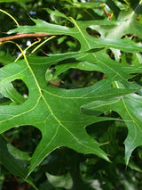 Artikelbild Sumpfeiche Quercus palustris 'Green Pillar' Herbstlaub im Online-Shop der Bohlken Baumschulen