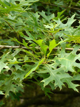 Artikelbild Sumpfeiche Quercus palustris 'Green Pillar' Herbstlaub im Online-Shop der Bohlken Baumschulen