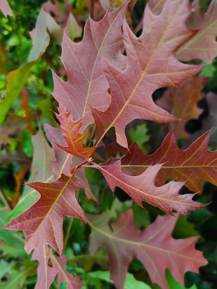 Artikelbild für Nuttal-Eiche, Texas-Eiche, Quercus texana 'New Madrid' im Online-Shop der Bohlken Baumschulen