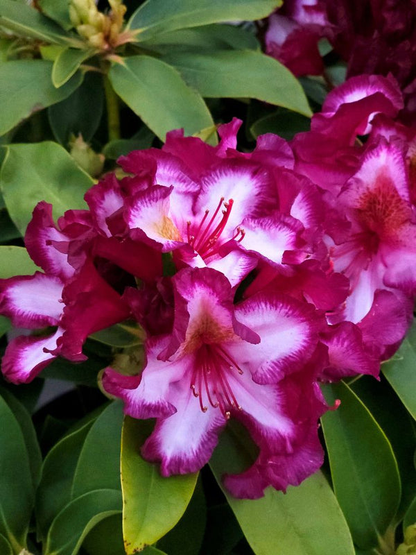 Alpenrose, Rhododendron 'Happydendron' ® Pushy Purple ® kaufen im Online-Shop der Bohlken Baumschulen