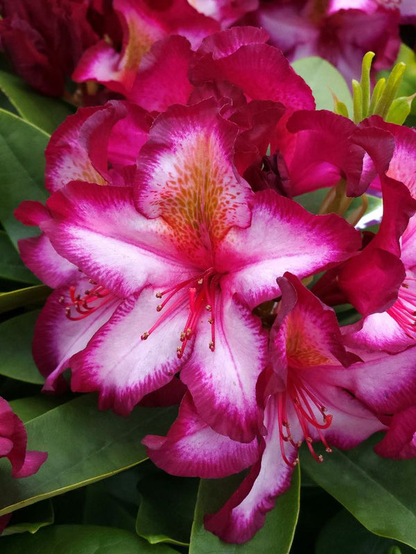 Alpenrose, Rhododendron 'Happydendron' ® Pushy Purple ® kaufen im Online-Shop der Bohlken Baumschulen