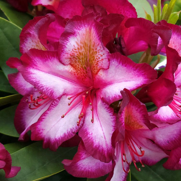 Jetzt Rhododendron 'Happydendron' ® 'Pushy Purple' ® online kaufen bei  Bohlken Pflanzenversand – Bohlken Pflanzenversand GbR