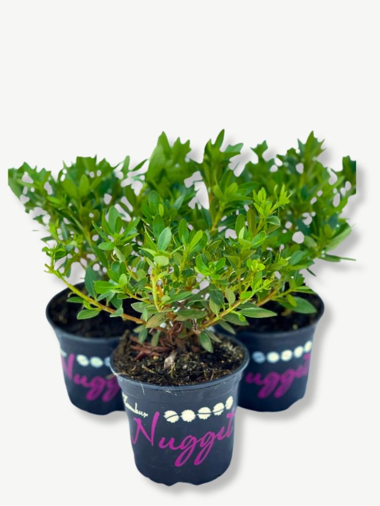 Rhododendron micranthum 'Bloombux' ® kaufen im Online-Shop der Bohlken 