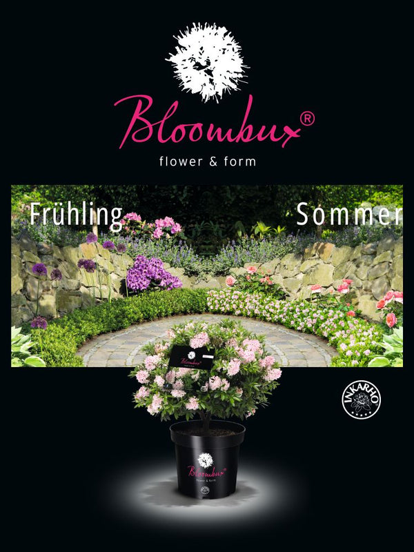 Rhododendron micranthum 'Bloombux' ® kaufen im Online-Shop der Bohlken 