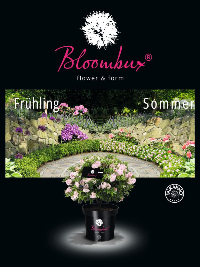 Jetzt Rhododendron 'Bloombux' ® Pink online kaufen bei Bohlken  Pflanzenversand – Bohlken Pflanzenversand GbR