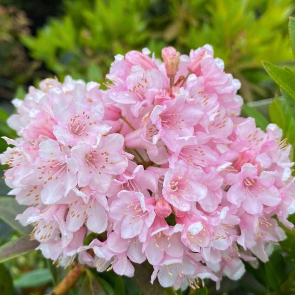 Jetzt Rhododendron 'Bloombux' ® Pink online kaufen bei Bohlken  Pflanzenversand – Bohlken Pflanzenversand GbR
