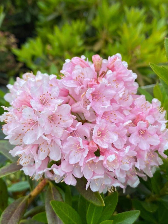 Jetzt Rhododendron 'Bloombux' ® Pink online kaufen bei Bohlken  Pflanzenversand – Bohlken Pflanzenversand GbR