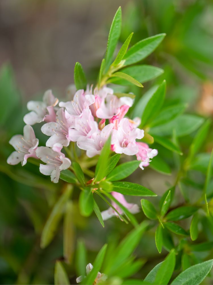 Jetzt Rhododendron 'Bloombux' ® Pink online kaufen bei Bohlken  Pflanzenversand – Bohlken Pflanzenversand GbR