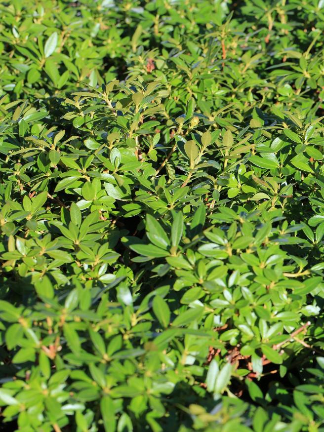 Rhododendron micranthum 'Bloombux' ® kaufen im Online-Shop der Bohlken 