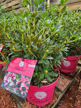 Rhododendron 'Bloombux' ® Magenta