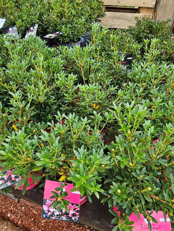 Rhododendron 'Bloombux' ® Magenta