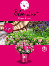 Rhododendron 'Bloombux' ® Magenta