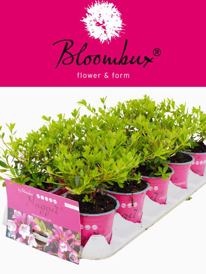 Jetzt Rhododendron 'Bloombux' ® Magenta online kaufen bei Bohlken  Pflanzenversand – Bohlken Pflanzenversand GbR