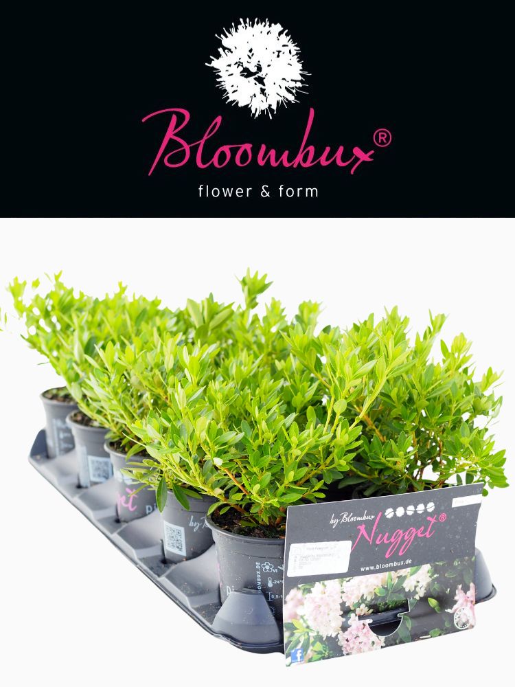 Jetzt Rhododendron 'Bloombux' ® Pink online kaufen bei Bohlken  Pflanzenversand – Bohlken Pflanzenversand GbR