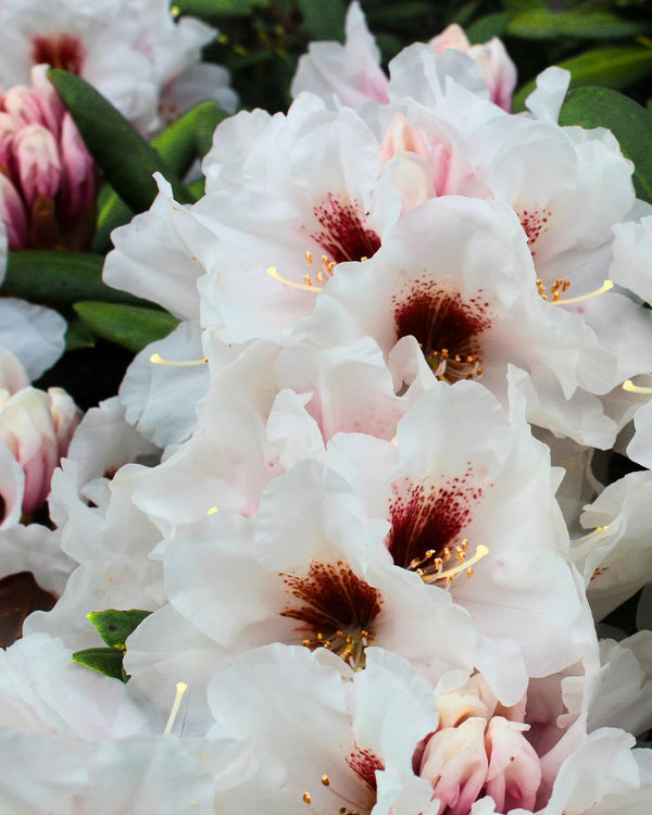 Rhododendron yakushimanum 'Bohlkens Snow Fire' kaufen im Online-Shop der Bohlken Baumschulen