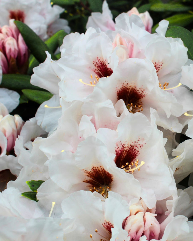 Rhododendron yakushimanum 'Bohlkens Snow Fire' kaufen im Online-Shop der Bohlken Baumschulen