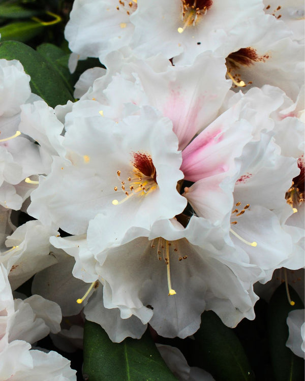 Rhododendron yakushimanum 'Bohlkens Snow Fire' kaufen im Online-Shop der Bohlken Baumschulen