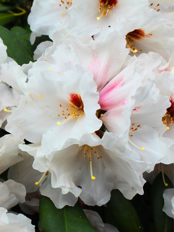 Rhododendron yakushimanum 'Bohlkens Snow Fire' kaufen im Online-Shop der Bohlken Baumschulen