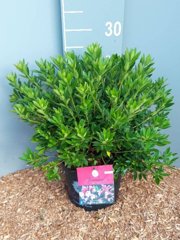 Rhododendron micranthum 'Bloombux' ® magenta, bei Bohlken Baumschulen im Onlineshop