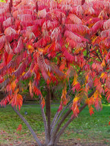 Essigbaum, Hirschkolben-Sumach