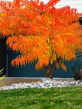 Artikelbild für Gelbgrüner Essigbaum, Rhus typhina 'Tiger Eyes' ® im Online-Shop der Bohlken Baumschulen