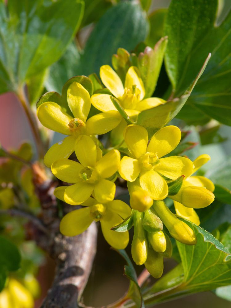 Artikelbild für Goldjohannisbeere, Ribes aureum im Online-Shop der Bohlken Baumschulen