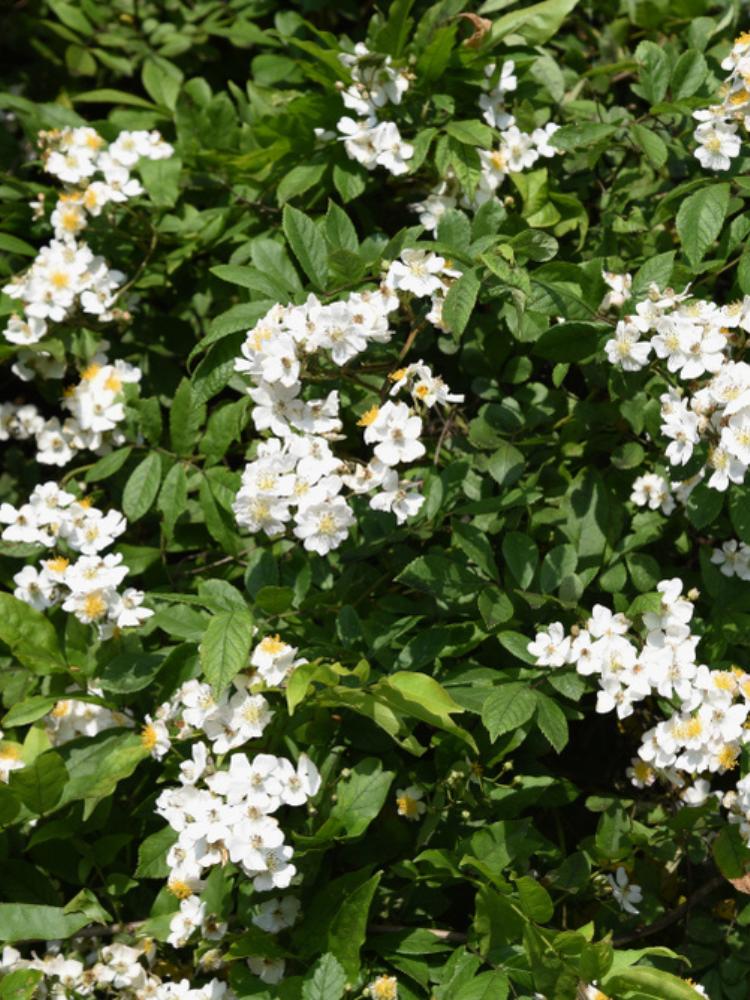Rosa multiflora Vielblütige Rose, Büschel-Rose, im Onlineshop der Bohlken Baumschulen