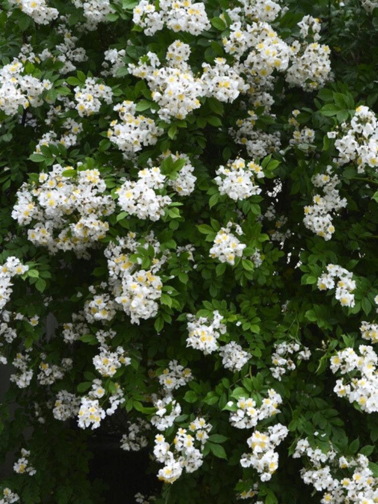 Rosa multiflora Vielblütige Rose, Büschel-Rose, im Onlineshop der Bohlken Baumschulen