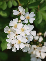 Rosa multiflora Vielblütige Rose, Büschel-Rose, im Onlineshop der Bohlken Baumschulen