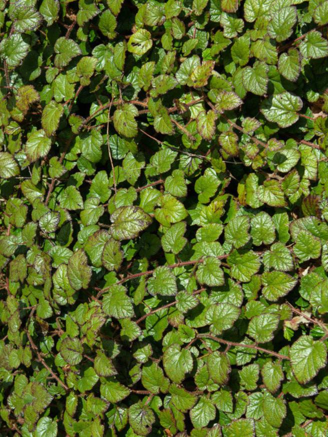 Chinesische Brombeere, Dreifarbige Himbeere, Rubus tricolor kaufen im Online-Shop der Bohlken Baumschulen