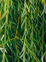 Artikelbild für Trauerweide, Hängeweide  Salix alba 'Tristis' im Online-Shop der Bohlken Baumschulen