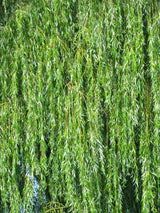 Artikelbild für Trauerweide, Hängeweide Salix alba 'Tristis' im Online-Shop der Bohlken Baumschulen